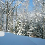 Snow-covered forest in winter